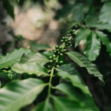 La Tacita Guatemala