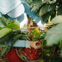 La Tacita Guatemala